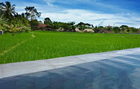 Ricefield View